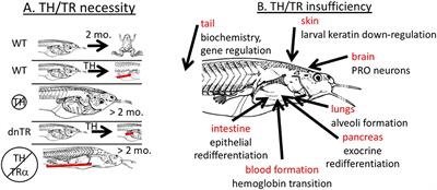 Insufficiency of Thyroid Hormone in Frog Metamorphosis and the Role of Glucocorticoids